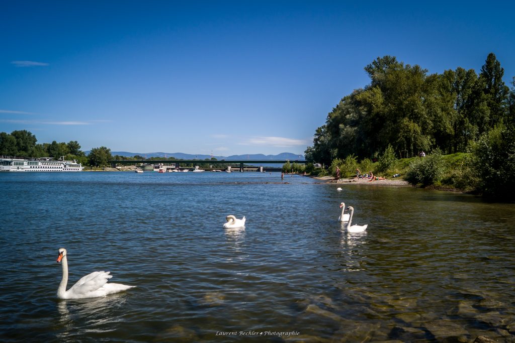 Passer Rhin Tourisme Pays Rhin Brisach Alsace essentielle